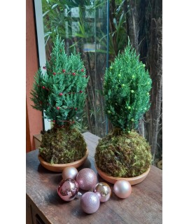 Kokedama Pinheirinho Kokedama Pinheirinho