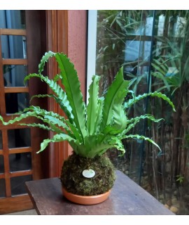 Kokedama Asplenium Kokedama Asplenium