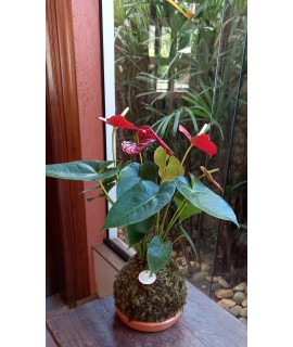 Kokedama Antúrio Kokedama Antúrio