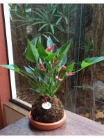 Mini Kokedama Antúrio 