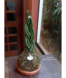 Kokedama Sansevieria Kokedama Sansevieria