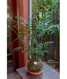 Kokedama Palmeirinha Kokedama Palmeirinha