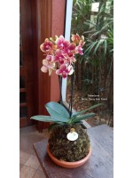 Kokedama Orquídea Mini