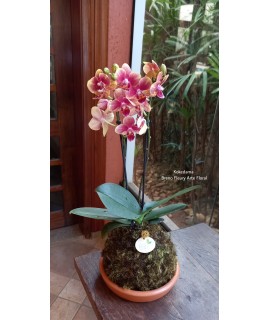 Kokedama Orquídea Mini Kokedama Orquídea Mini